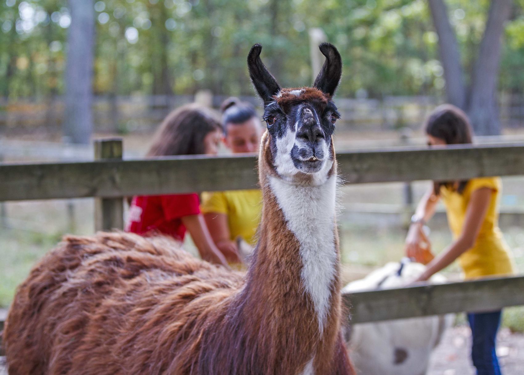 Funny Farm Rescue & Sanctuary